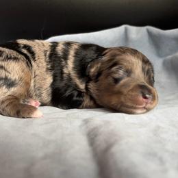 Fruity Pebbles - Blue merle female Aussiedoodle puppy in Michigan from Kingsden Aussies and doodles