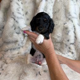 Woody - Piebald male Dachshund puppy in Aurora, Missouri from Baker Farms