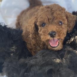 Cavapoos and Poodles from Mckendra's Legacy