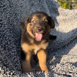 Rose - Red tri female Miniature Australian Shepherd puppy in Michie, Tennessee from Acton Aussies