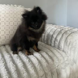 Rocket - Black and tan male Pomeranian puppy in Las Vegas, Nevada from PupsByNikki