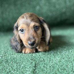 Boy 1 - Cream male Dachshund puppy in Pflugerville, Texas from Dream A Dream Dachshunds