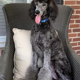 Poodle All Grown Up from Birch Creek Standard Poodles