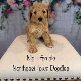 Nia - Apricot female Goldendoodle puppy in Cedar Falls, Iowa from Northeast Iowa Doodles