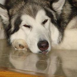 Alaskan Malamutes from Jamie Minchew's Alaskan Malamutes