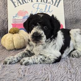Girl 4 - Parti female Poodle puppy in Bauxite, Arkansas from Mountain Ridge Poodles
