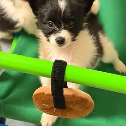 Papillon Puppies from FlutterBy