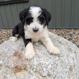 Penny - Tri-color female Bernedoodle puppy in Beach City, Ohio from Blue Cloud Doodles