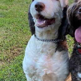 Australian Labradoodles from The Noble Doodle