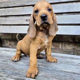 Zora - Red female Colombian Fino Hound puppy in Kingston, Tennessee from Fino Hounds USA