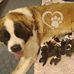 Saint Bernards from Holtz Family Saints