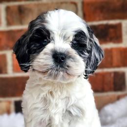 Finn- Male - Merle male Cockapoo puppy in Connersville, Indiana from Dessie's Doodles