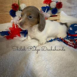 Dachshund Puppies from Shiloh Ridge Dachshunds