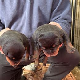 Rottweiler Puppies from Von Decker Rottweilers