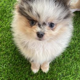Pomeranian Puppies from Summer Set Pomeranians