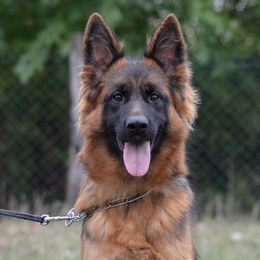 Havana - German Shepherd