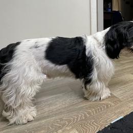 Louie - Shih Tzu
