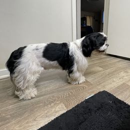 Louie - Shih Tzu