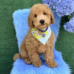 Goldendoodle and Poodle Puppies from Katy's Toy Poodles & Doodles