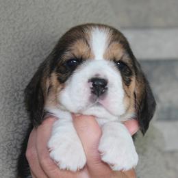 Mystic - Black tan and white female Beagle puppy in Morrill, Kansas from Kelle Beagles