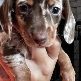 Dachshunds from Circle C Farm