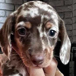 Dachshunds from Circle C Farm