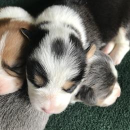 American Corgi and Pembroke Welsh Corgi Puppies from High Hopes Farm