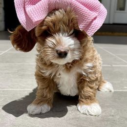 Goldendoodle Puppies from Paddington Doodles