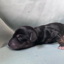 Tarragon - Black and tan female Dachshund puppy in Spring Creek, Nevada from Hobby Horse Mini Doxies