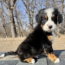 Maverick - Tri-color male Bernedoodle puppy in Sioux Falls, South Dakota from WhiskeyCreek Doodles