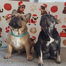 French Bulldogs from Familia French Bulldogs
