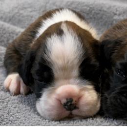 MILO (Pictured Left) - Brindle male Boxer puppy in Moore, South Carolina from Lafayette Bulldogs & Boxers