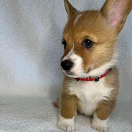 Astro - Sable male Pembroke Welsh Corgi puppy in Ocala, Florida from Osborne Corgis