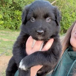 Paul - Black & white male Australian Shepherd puppy in Nicholasville, Kentucky from Sugar Creek Aussies