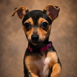 Chloe - Chihuahua