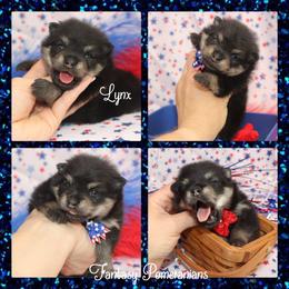 Lynx - Black and tan male Pomeranian puppy in Anna, Texas from Fantasy Pomeranians & Fantasy Aussies