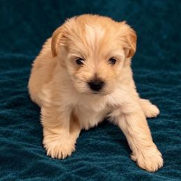 Twilight - Wheaten female Miniature Schnauzer puppy in Daisetta, Texas from Winfree’s Schnauzers