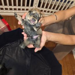 Puppy Boy 2 - Salt and pepper male Miniature Schnauzer puppy in Baldwin, New York from Schnauzy Pawz