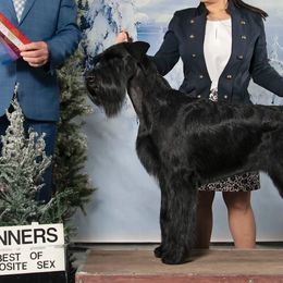 Giant Schnauzers and Miniature Schnauzers from Kalidor Kennels