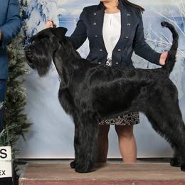 Giant Schnauzers and Miniature Schnauzers from Kalidor Kennels