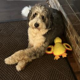 Zahara - Bernedoodle
