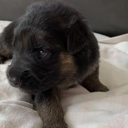 "Green boy" German Shepherd Puppies from R.J German Shepherds