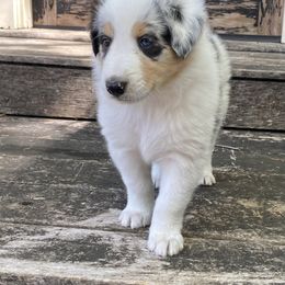 Creekside Collies Larimar - Old Time Scotch Collie puppy in Austin, Texas from Creekside Collies