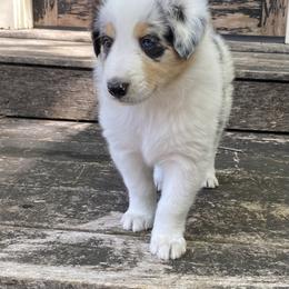Creekside Collies Larimar - Old Time Scotch Collie puppy in Austin, Texas from Creekside Collies