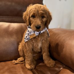 Bernedoodle and Goldendoodle Puppies from Hello Doodle Ranch