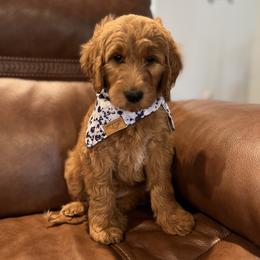Bernedoodle and Goldendoodle Puppies from Hello Doodle Ranch