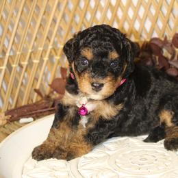Female 2 - Tri-color female Bernedoodle puppy in Belgreen, Alabama from Scott’s Farm Poodles and Doodles