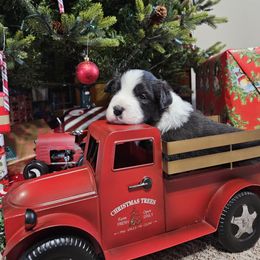 Border Collie Puppies from Deborah Lacy's Border Collies