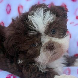 Ryu - Chocolate male Shih Tzu puppy in Palm Coast, Florida from Fiesta Pups
