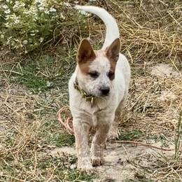 L66-08 - Red mottled male Australian Cattle Dog puppy in Sheridan, Oregon from 6pk Cattledogs